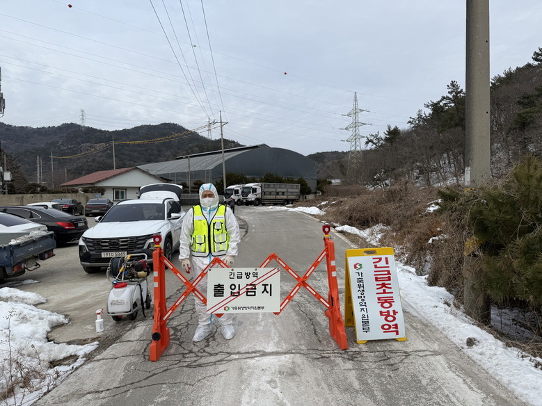 영광 양돈농장 아프리카돼지열병…전남도...