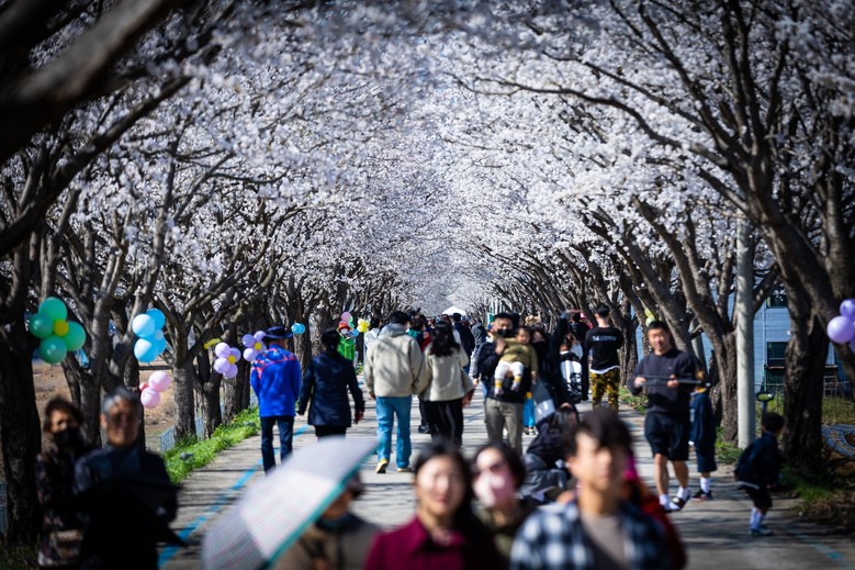 임진강을 따라 걷는 시간여행, 벚나무를 따라 걷는 봄꽃여행 (DMZ 사색(四色)하다 ③ 평화누리길 11코스 이야기)
